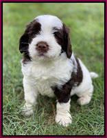 London Tucker pups 5 wk old 421