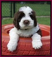 London Tucker pups 7 wks old 381