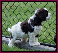 London Tucker pups 7 wks old 401