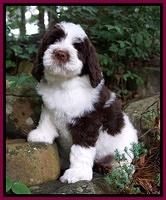 London Tucker pups 8 wks old 11