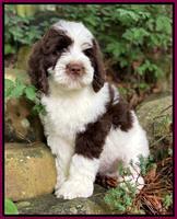 London Tucker pups 8 wks old 41