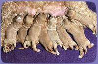 Millie Rebel pups 2 weeks old 321