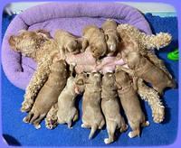 Millie Rebel pups 3 weeks old 431