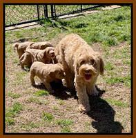 Millie Rebel pups 6 weeks old 521