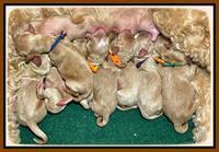 Newborn group 1 Millie Reble