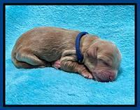 Millie Newborn puppies 21