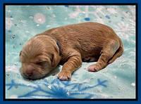 Millie Rebel pups 1 wk old 11