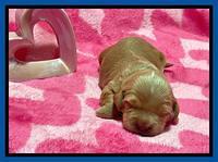 Millie Rebel pups 2 weeks old 11