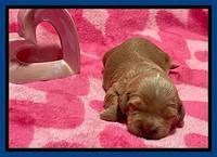 Millie Rebel pups 2 weeks old 21