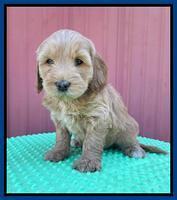 Millie Rebel pups 6 weeks old 51