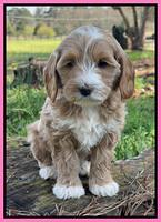 Millie REbel 7 week pics 51