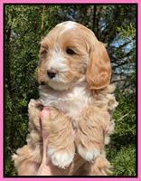 Millie REbel 7 week pics 71