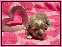 Millie Rebel pups 2 weeks old 71