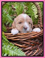 Millie Rebel pups 3 weeks old 111