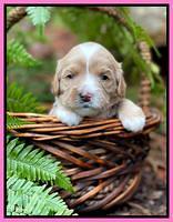 Millie Rebel pups 3 weeks old 91