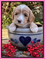 Millie Rebel pups 4 weeks old 91