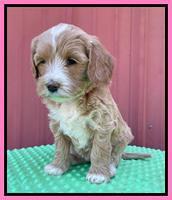 Millie Rebel pups 6 weeks old 61