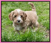 Millie Rebel pups 6 weeks old 71