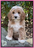 Millie Rebels pups 8 weeks old 101