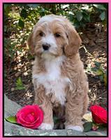 Millie Rebels pups 8 weeks old 121