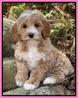 Millie Rebels pups 8 weeks old 81