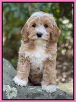 Millie Rebels pups 8 weeks old 91