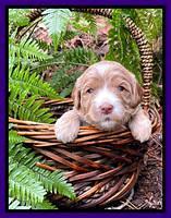 Millie Rebel pups 3 weeks old 141