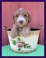 Millie Rebel pups 6 weeks old 161