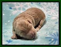 Millie Rebel pups 1 wk old 81