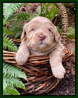 Millie Rebel pups 3 weeks old 191