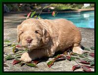 Millie Rebel pups 4 weeks old 161