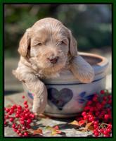 Millie Rebel pups 4 weeks old 171