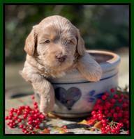 Millie Rebel pups 4 weeks old 181
