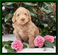 Millie Rebel pups 5 weeks old 201
