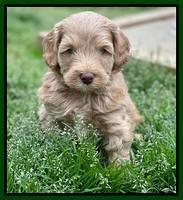 Millie Rebel pups 6 weeks old 201