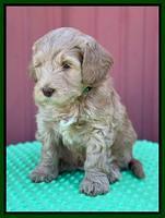Millie Rebel pups 6 weeks old 231