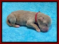 Millie Newborn puppies 61