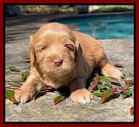 Millie Rebel pups 4 weeks old 211