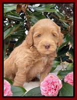 Millie Rebel pups 5 weeks old 221