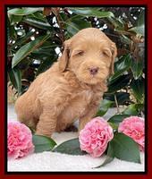 Millie Rebel pups 5 weeks old 251