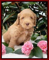 Millie Rebel pups 5 weeks old 261