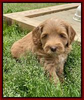 Millie Rebel pups 6 weeks old 271