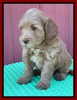 Millie Rebel pups 6 weeks old 291