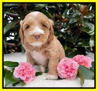 Millie Rebel pups 5 weeks old 341