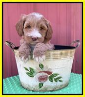 Millie Rebel pups 6 weeks old 371