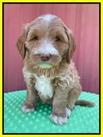 Millie Rebel pups 6 weeks old 381