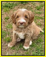 Millie Rebel pups 6 weeks old 391