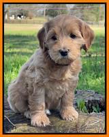 Millie REbel 7 week pics 281