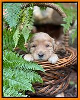 Millie Rebel pups 3 weeks old 321