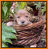 Millie Rebel pups 3 weeks old 341